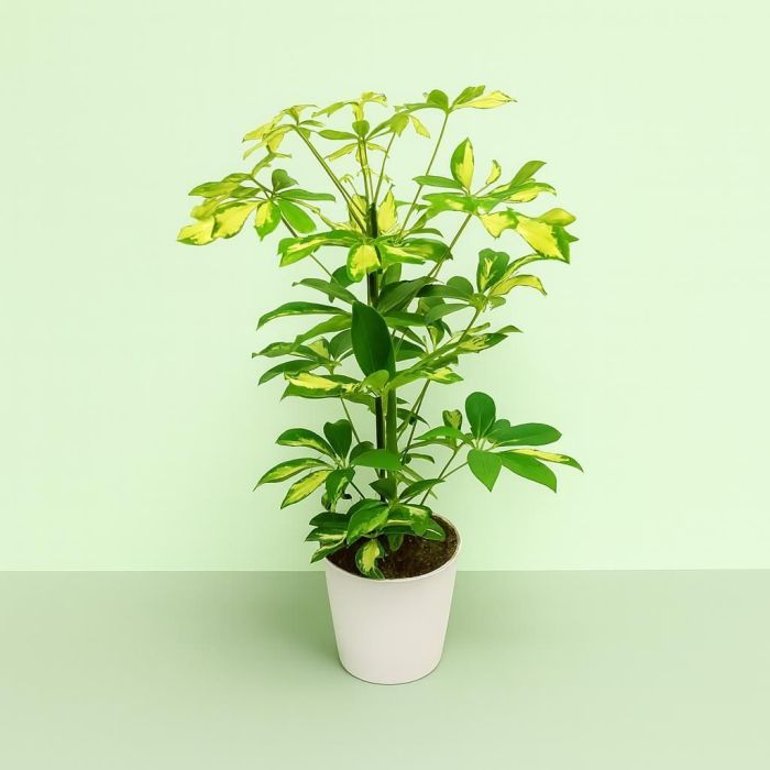 Schefflera Gerda