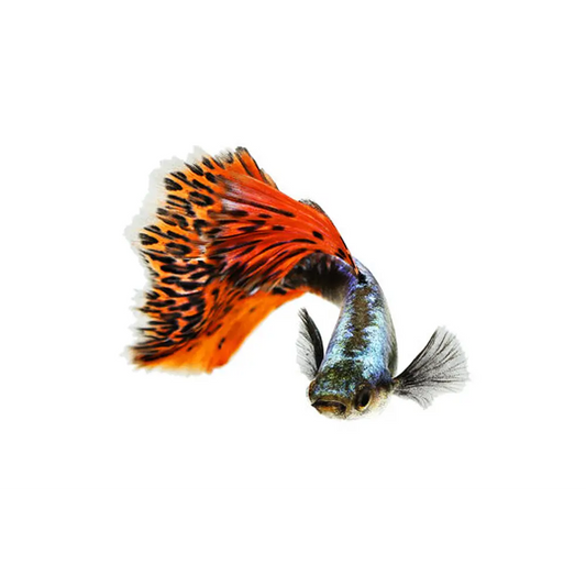 Guppy Macho Sortido (Poecilia reticulatus)