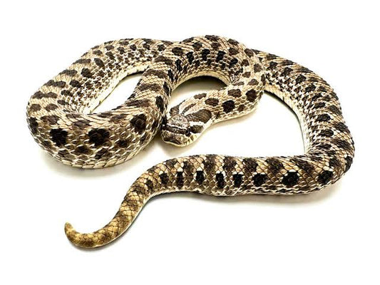 Hognose (Nariz de Porco) - Heterodon Nasicus
