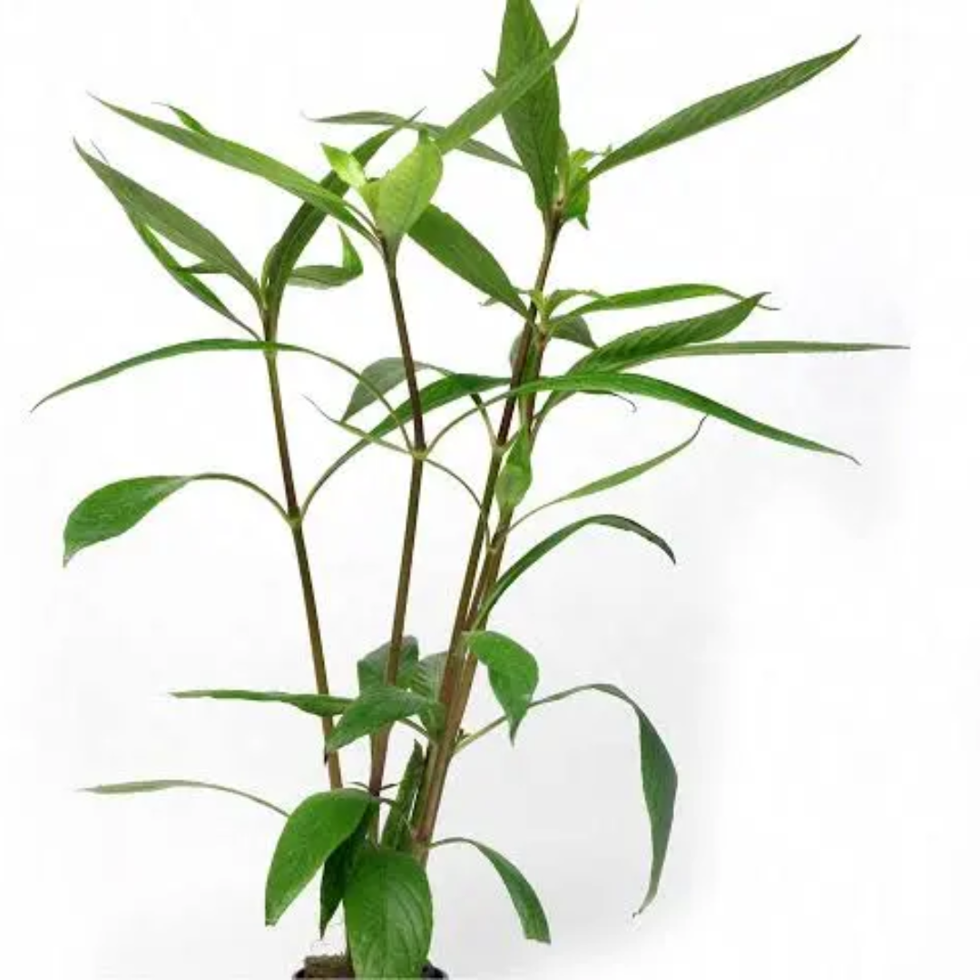 HYGROPHILA SALICIFOLIA
