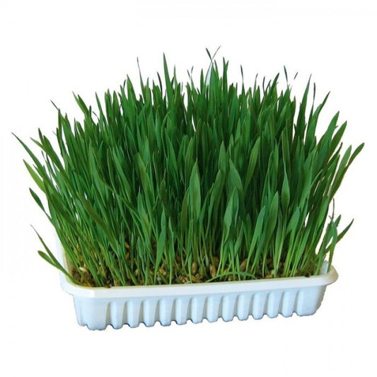 Tabuleiro de erva para roedores 100g