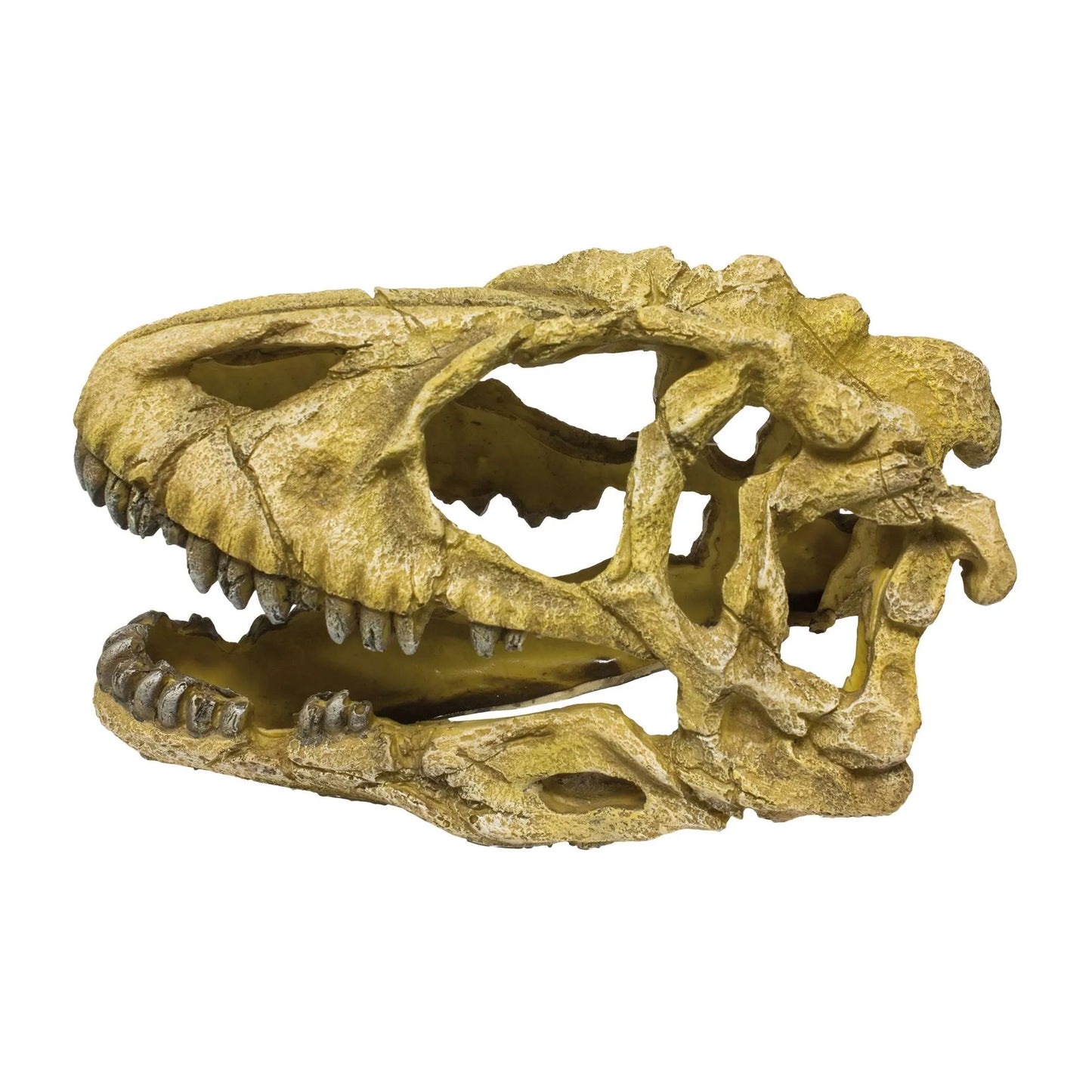 Crânio de Dinossauro de resina - ICA