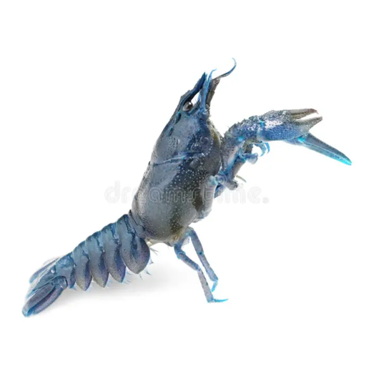 Lagostim Azul (Procambarus alleni)