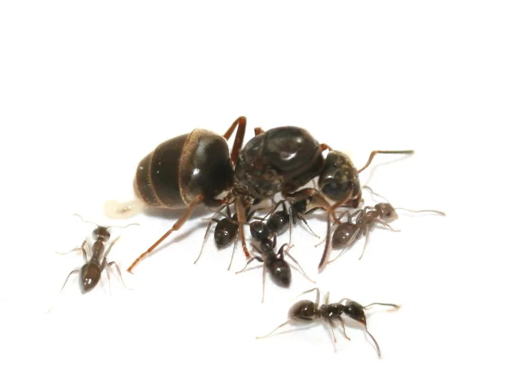 Kit Formigueiro - Lasius Niger