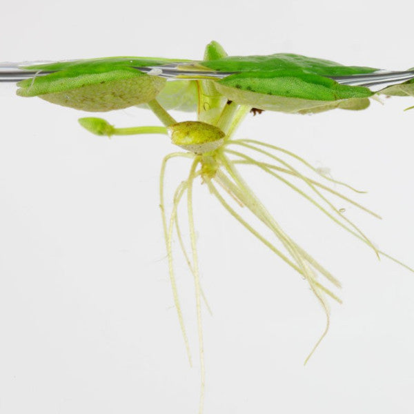 Limnobium laevigatum