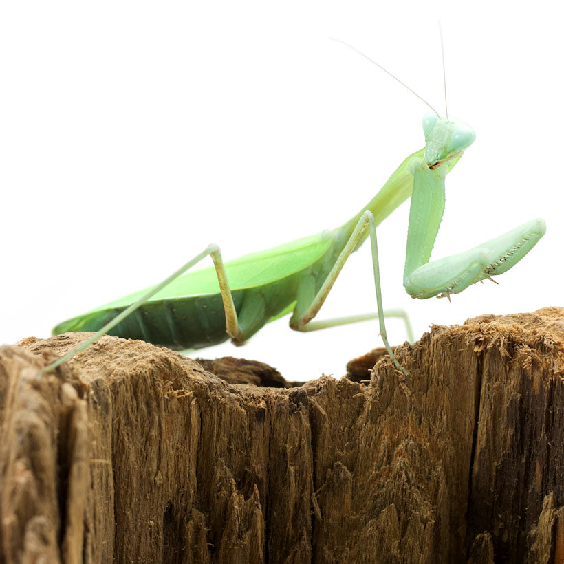 Hierodula Membranacea - Louva Deus