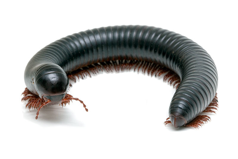 Maria Café - Archispirostreptus gigas