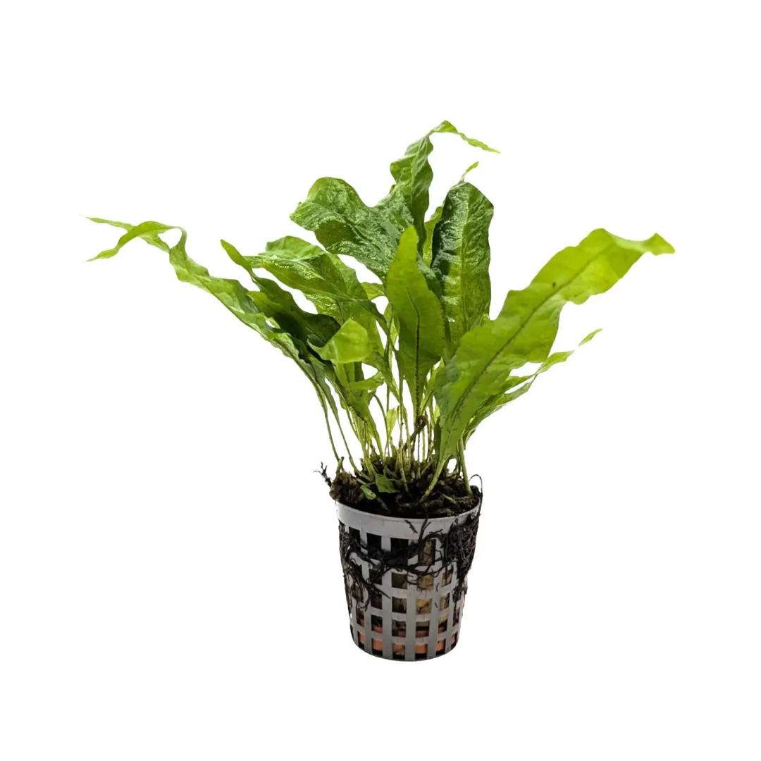 Microsorum Mini