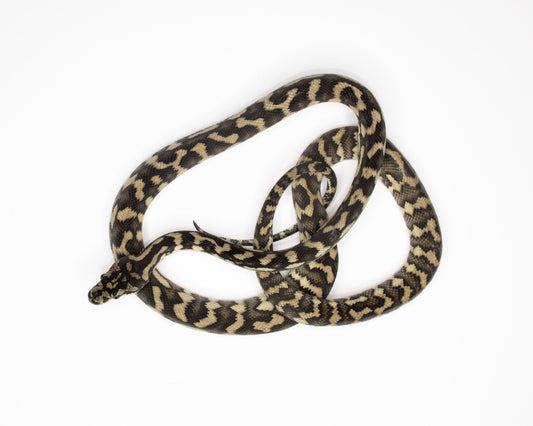 Píton Carpete - Morelia Spilota