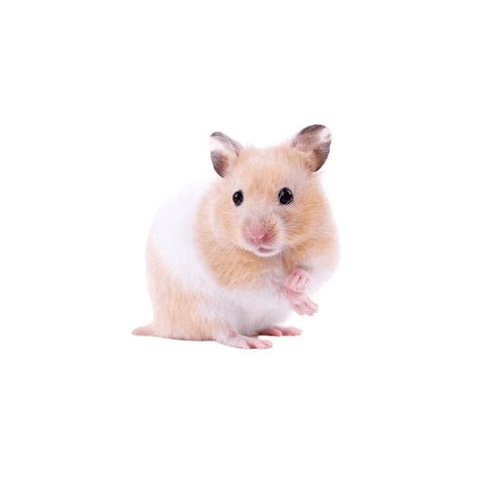 Hamster-Sírio (Mesocricetus auratus)