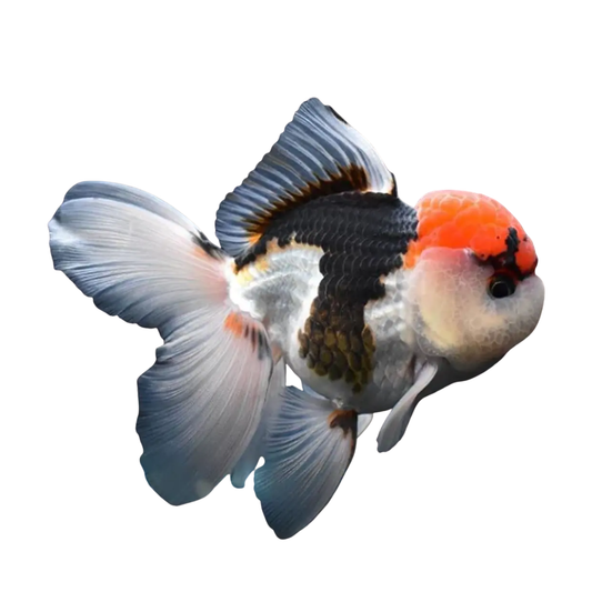 Oranda Panda Cabeça de Leão