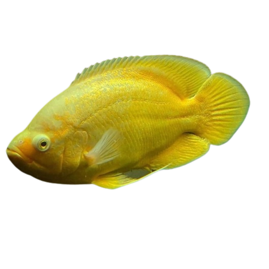 Oscar Limão (Astronotus ocellatus) XXS