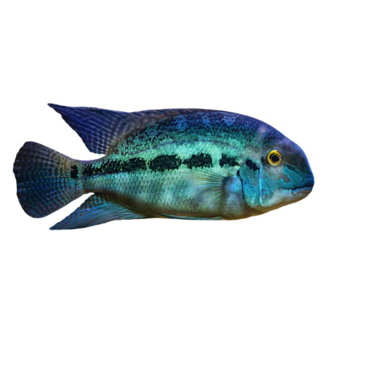 Papagaio Verdadeiro S (Hoplarchus psittacus)