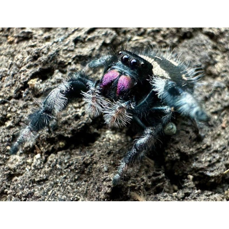 Jumping Spider (Phidippus regius Florida)
