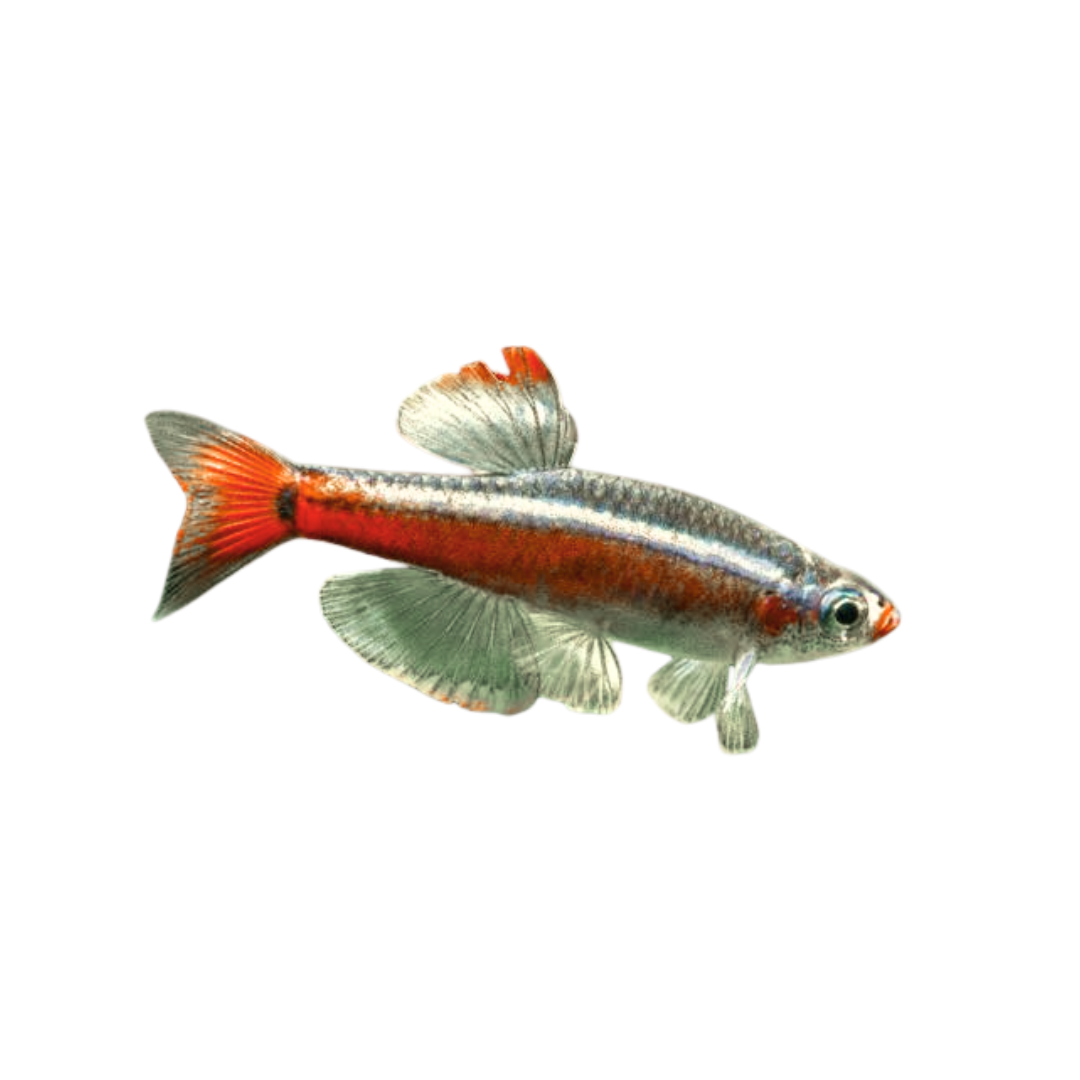 Tanictis (Tanichthys albonubes)
