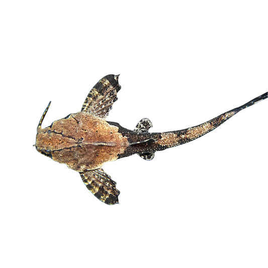 Banjo Catfish (Bunocephalus coracoideus)