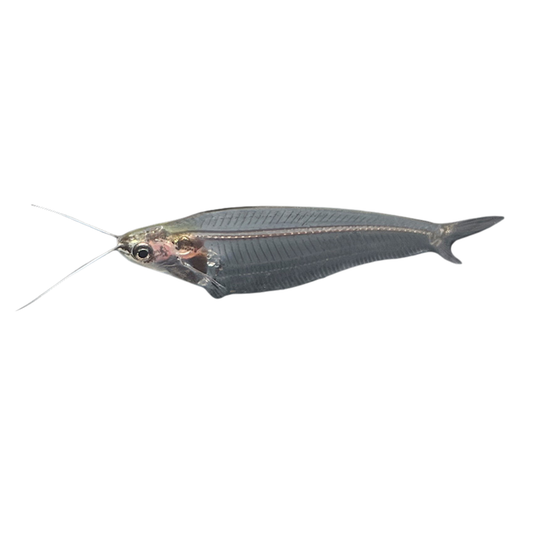 Peixe gato de vidro (Kryptopterus bicirrhis)