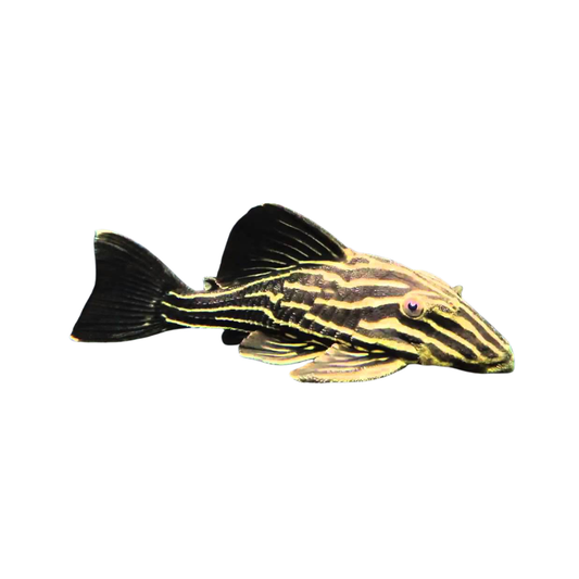 Panaque armbrusteri - L027 - Tapajós
