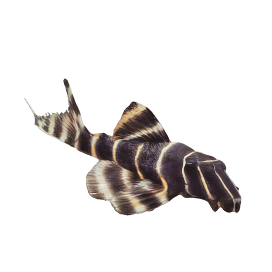 Panaqolus albivermis – L204