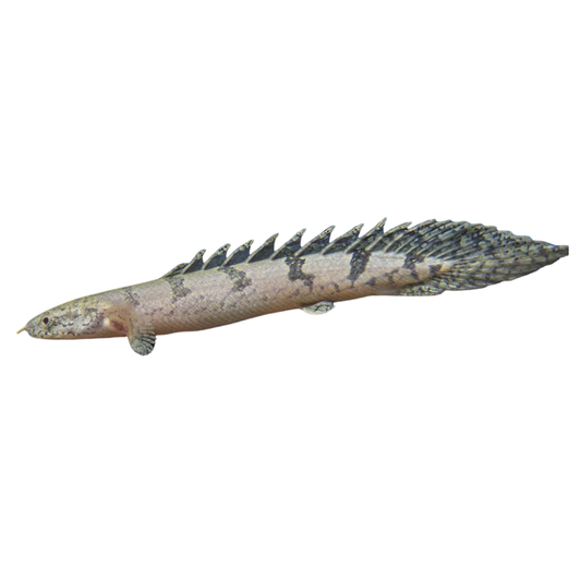 Polypterus delhezi XS