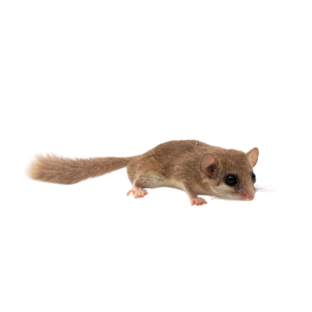 Lirão Pigmeu Africano (Grapiurus murinus)