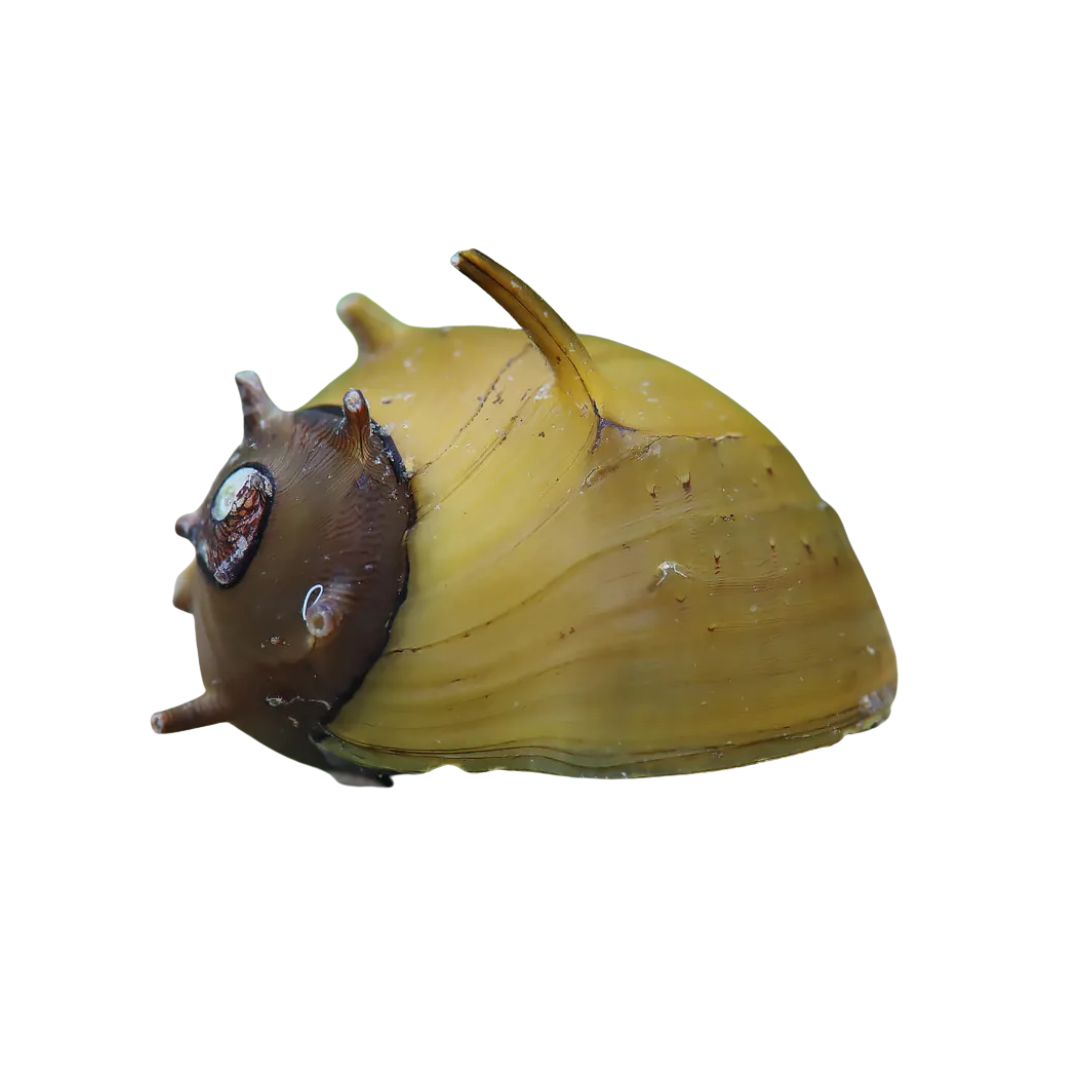 Clithon sp. Thorn