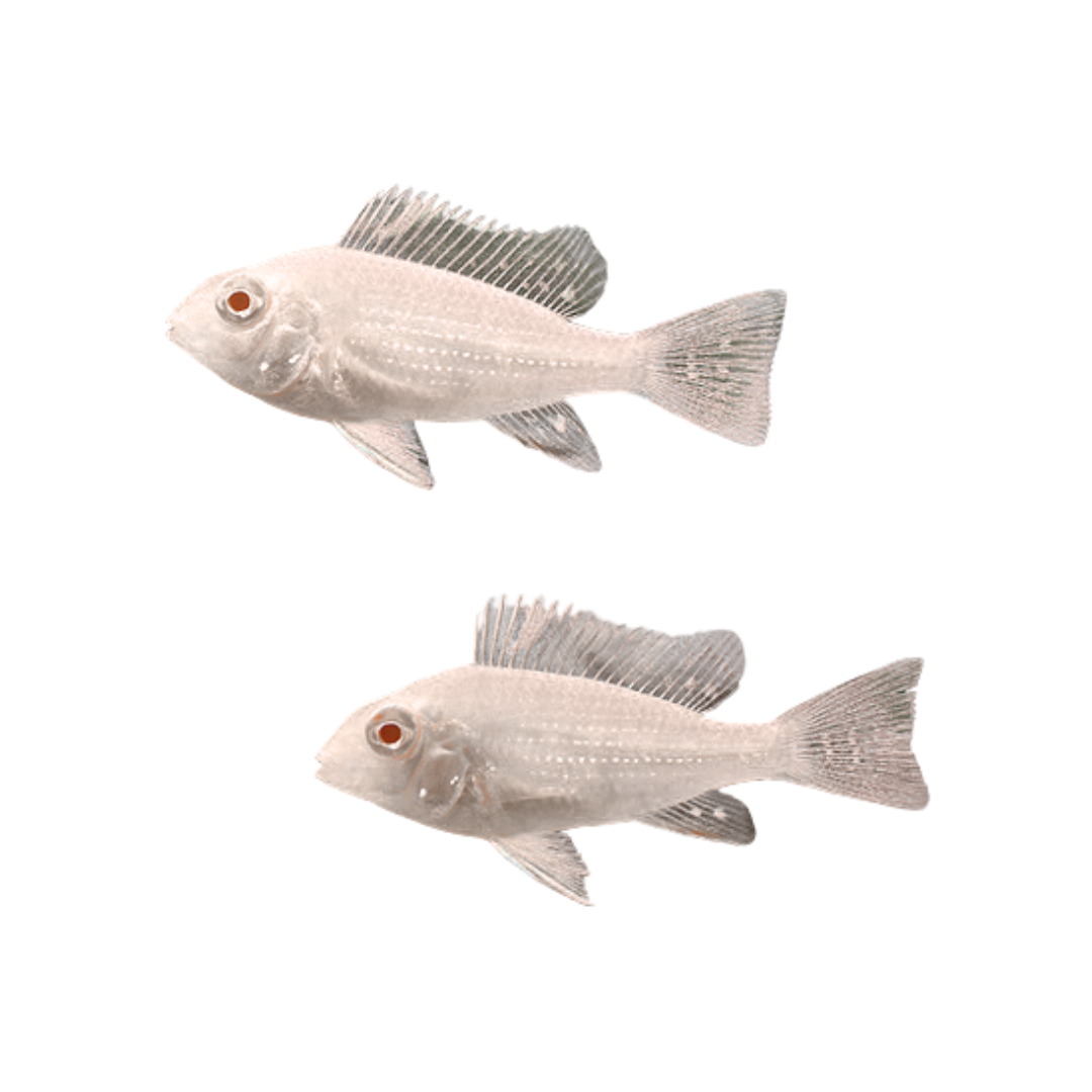 Acarichthys heckelii Albino