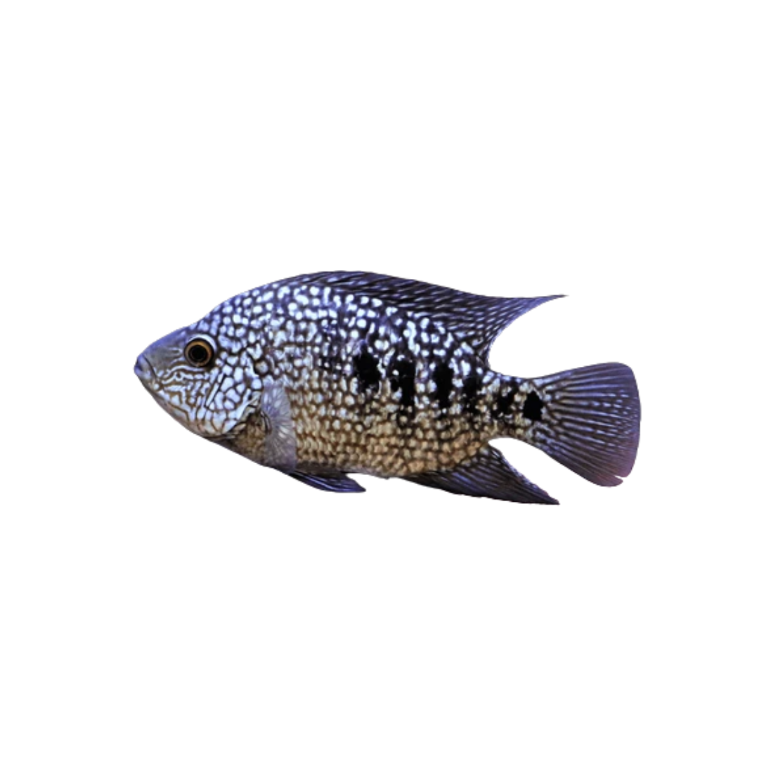 Cichlasoma carpintis 3-4 cm