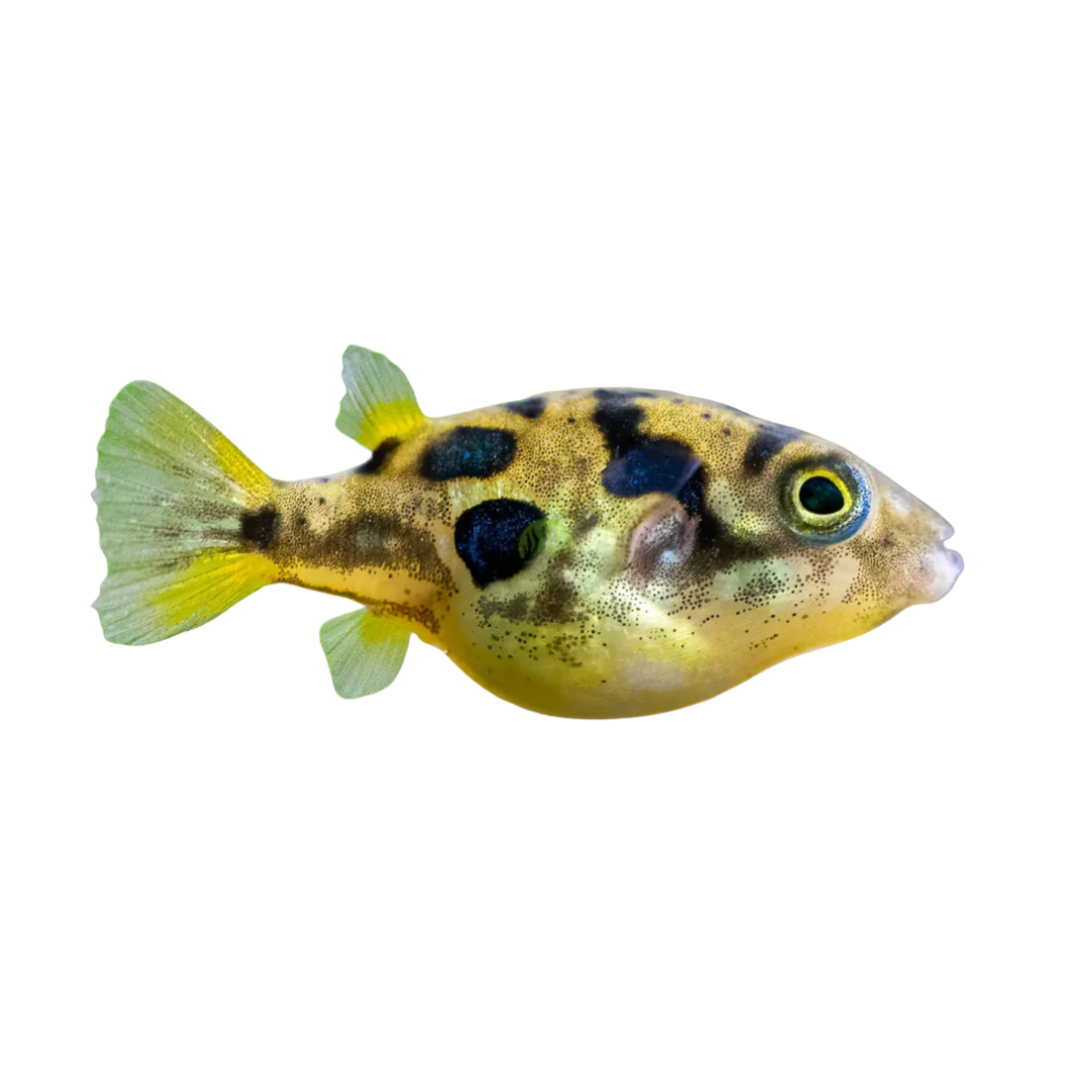 Peixe balão Anão (Tetraodon travancoricus)