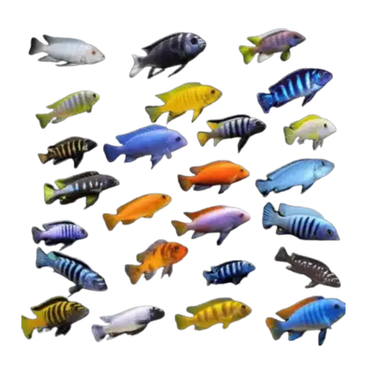 Malawi Cichlid Mix (S)