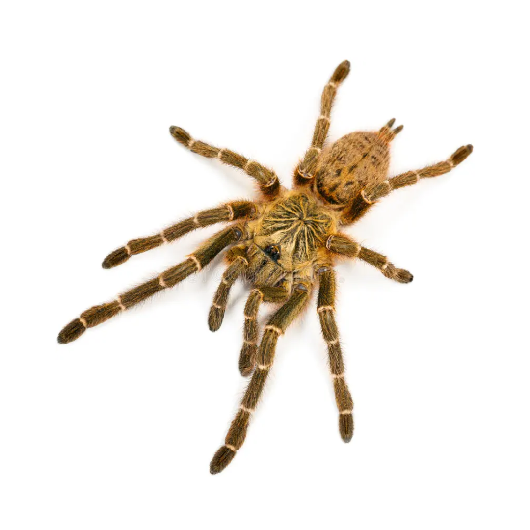 Pterinochilus murinus