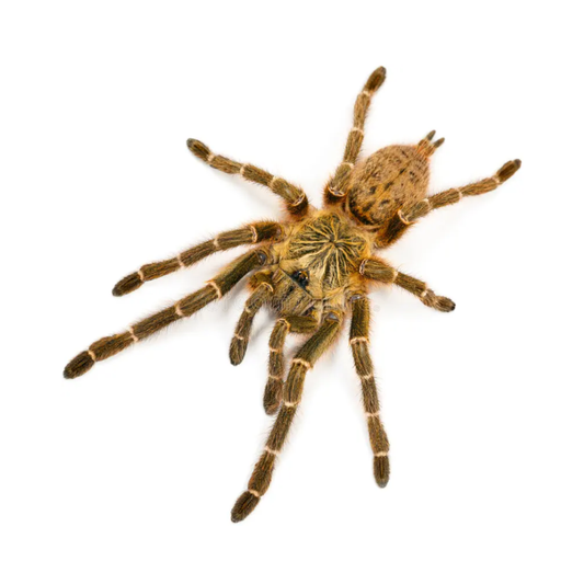 Pterinochilus murinus