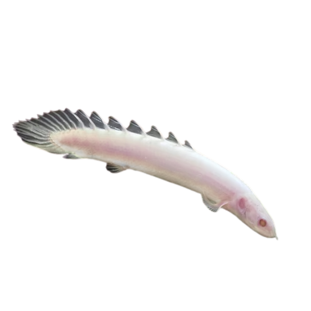 Polypterus senegalus albino