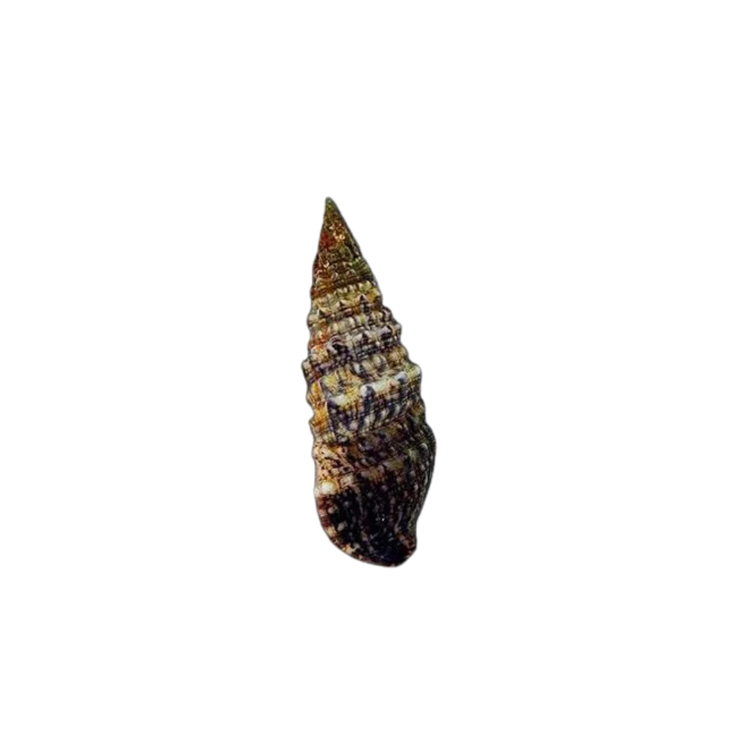 Caracol Cerith (Cerithium spp.)