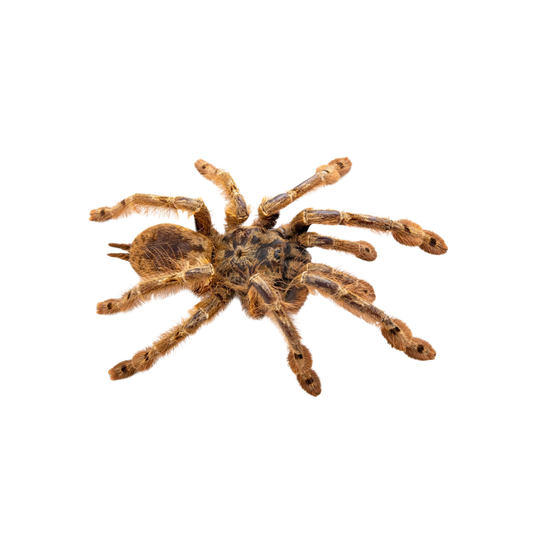 Stromapelma calceatum