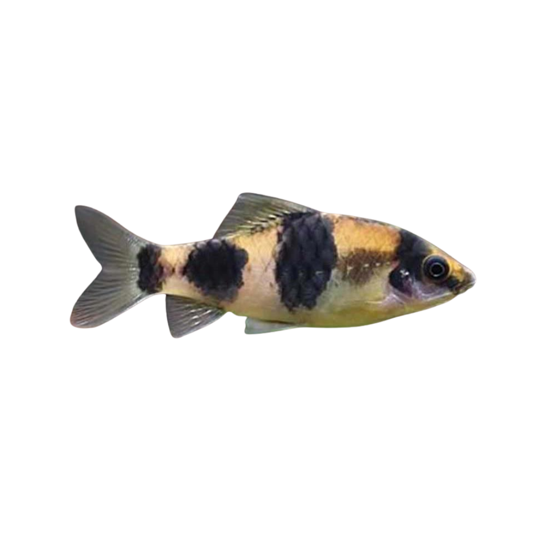Barbo melanampyx panda