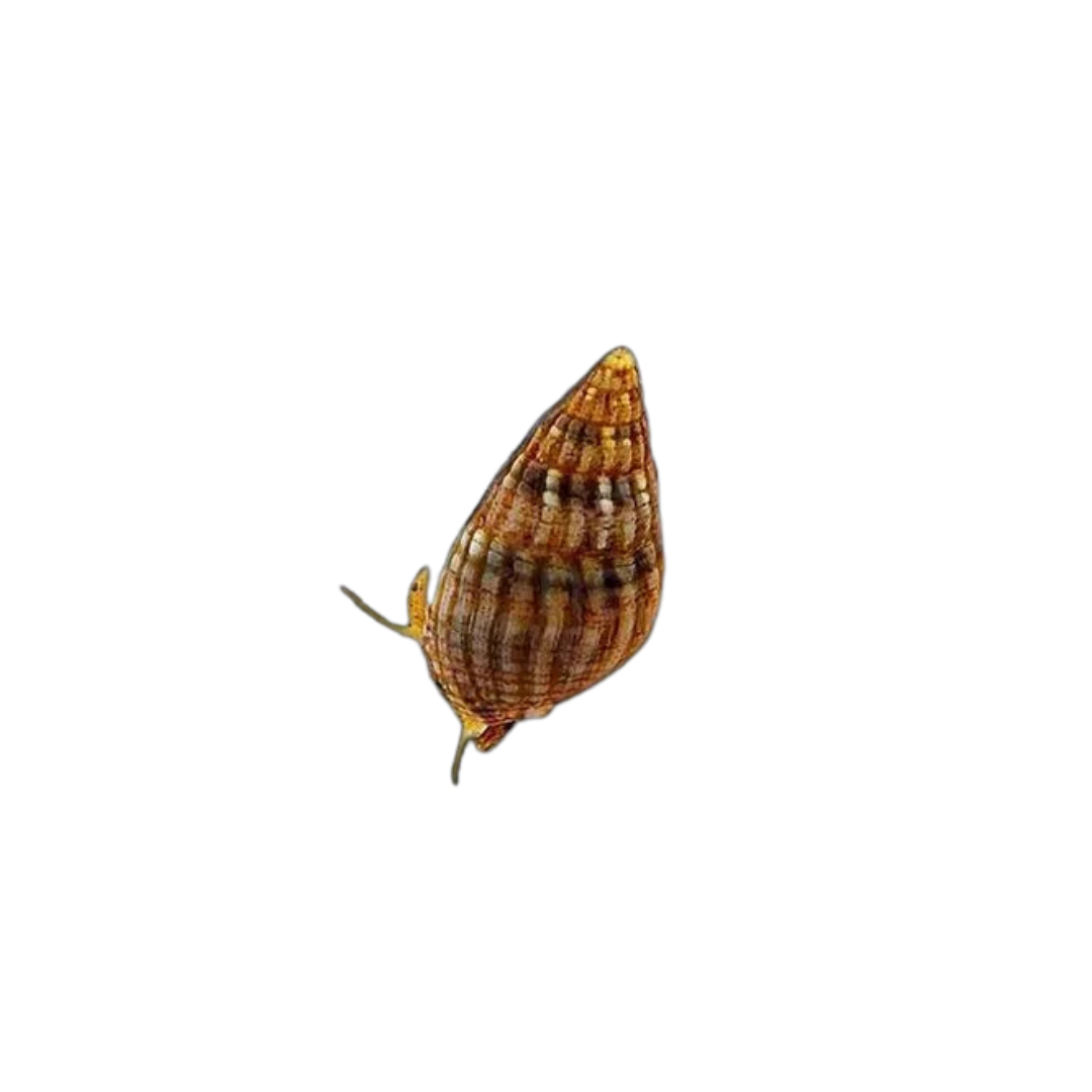 Caracol Nitrus (Nassarius spp.)