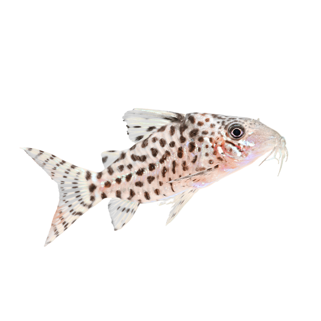Corydoras punctatus