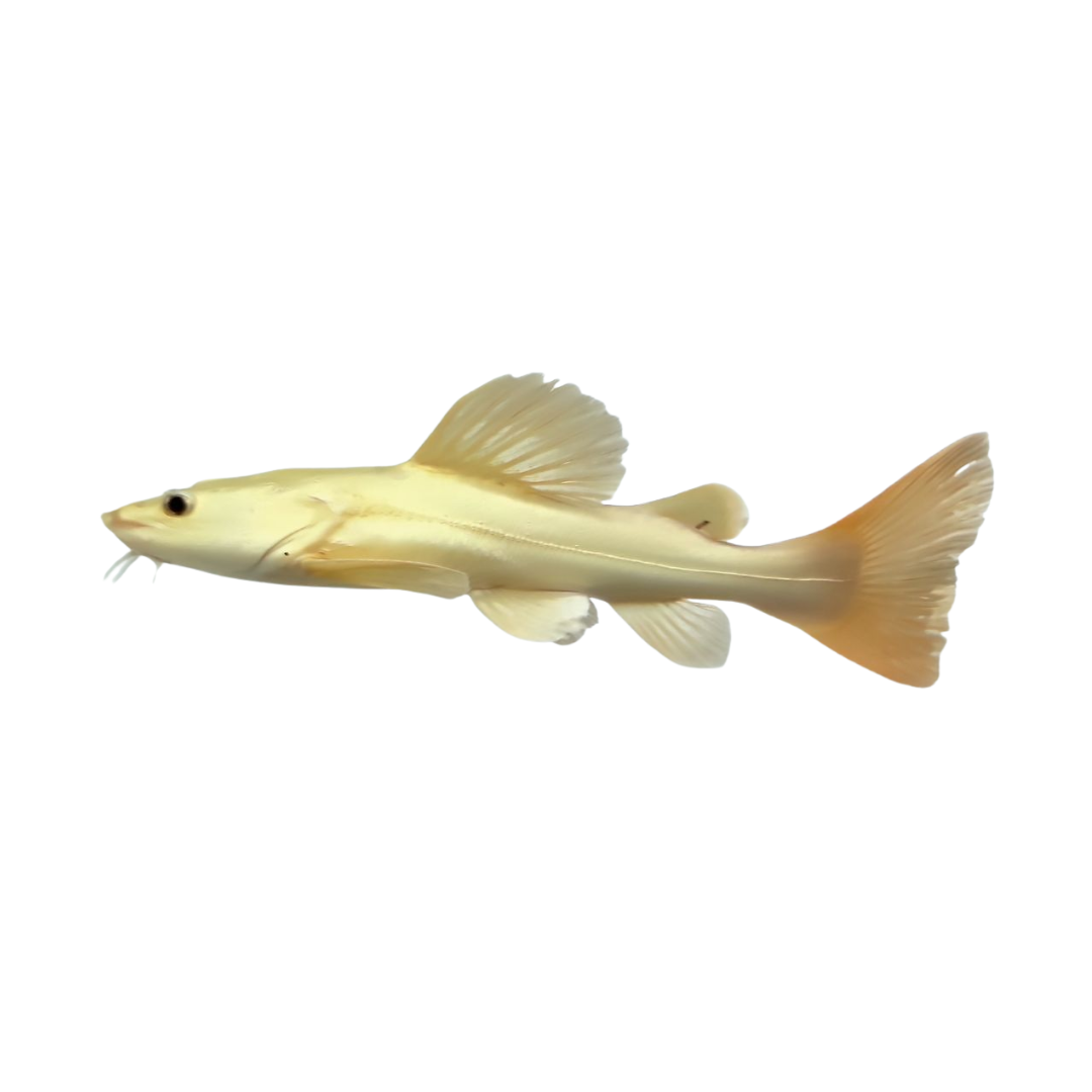 RTC Leucistico (Phractocephalus hemioliopterus)