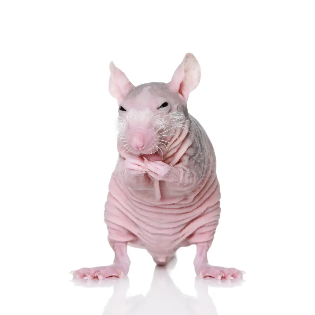 Ratazana Careca (Heterocephalusglaber) – Jaspet