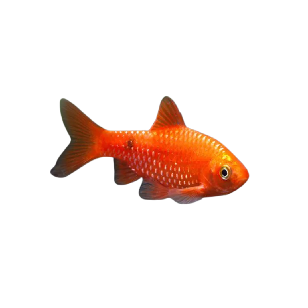 Barbo Rosy Red (Puntius conchonius)