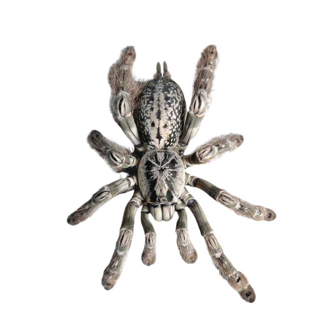 Togo Starburst (Heteroscodra maculata)