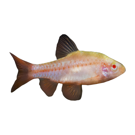 Barbus Titteya Albino