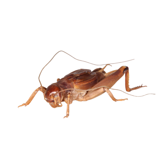 Grilo Gigante da Indonésia (Sia ferox)