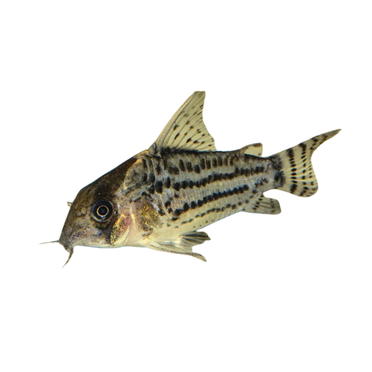 Corydoras schwarzi