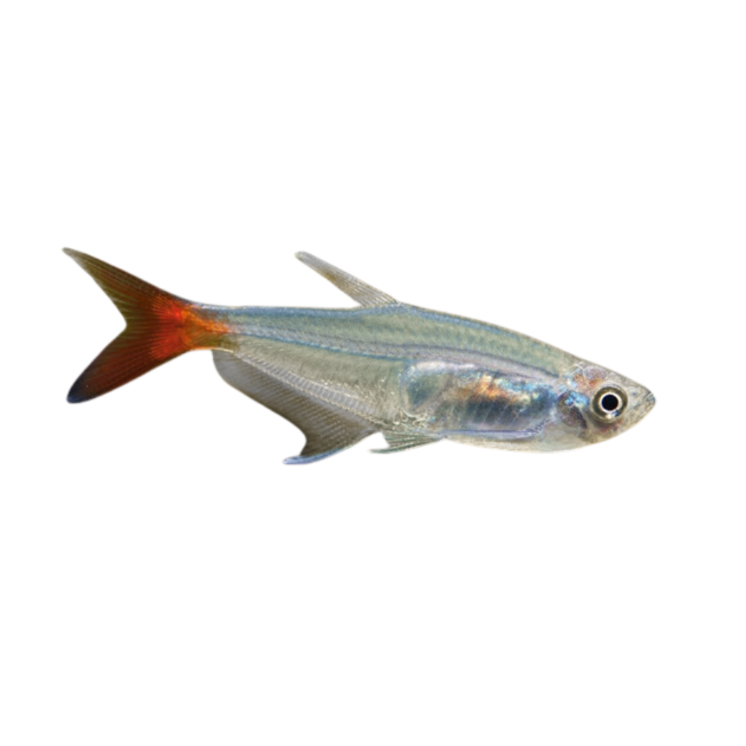 Peixe Vidro de Cauda Vermelha (Prionobrama filigera)