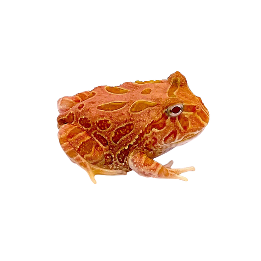 Pacman Strawberry (Ceratophrys cranwelli)