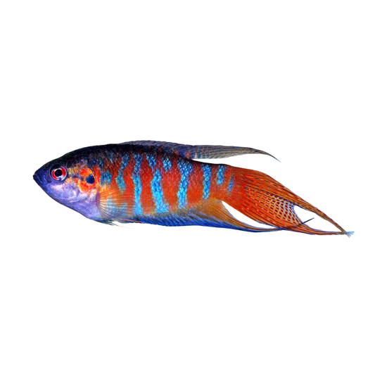 Peixe Paraíso (Macropodus opercularis)