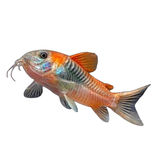 Corydora Venezuela (Corydoras venezuelanus)
