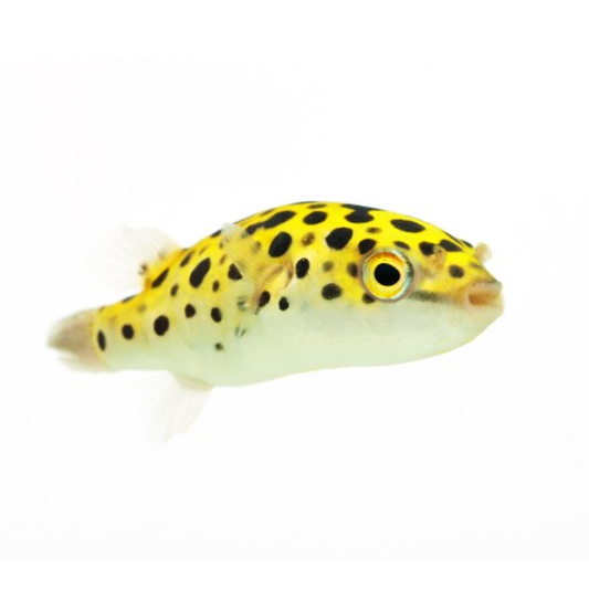 Peixe-balão Verde (Tetraodon nigroviridis)
